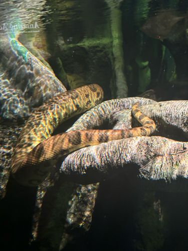 Anaconda (likely Green Anaconda)