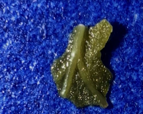 Slug Caterpillar (specifically, likely a Skiff Moth caterpillar or Hag Moth caterpillar)