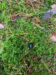 Dung beetle