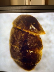 Carpet beetle (likely varied carpet beetle or black carpet beetle)