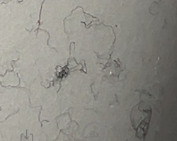 Not Applicable (Not an insect/bug)