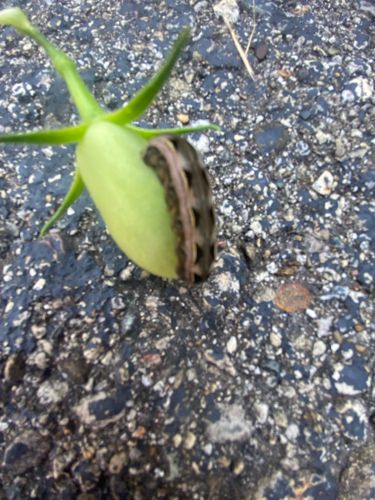 Armyworm (likely a species of Spodoptera or Mythimna)