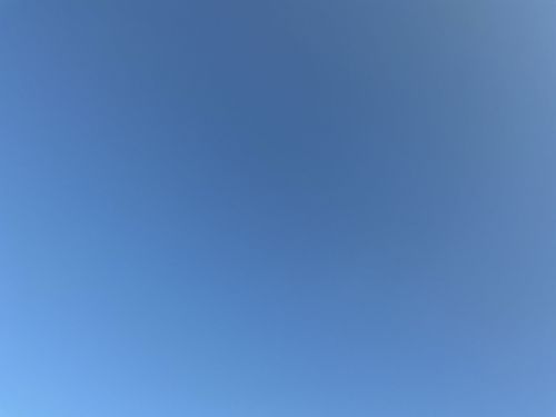 No insect or bug identifiable