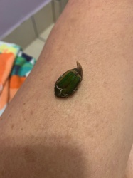 Flower Chafer (likely a species of Scarab beetle, possibly genus Gymnetis or Cotinis based on appearance)