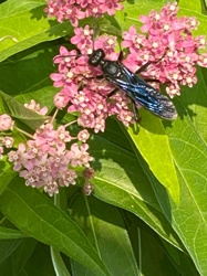 Great Black Wasp