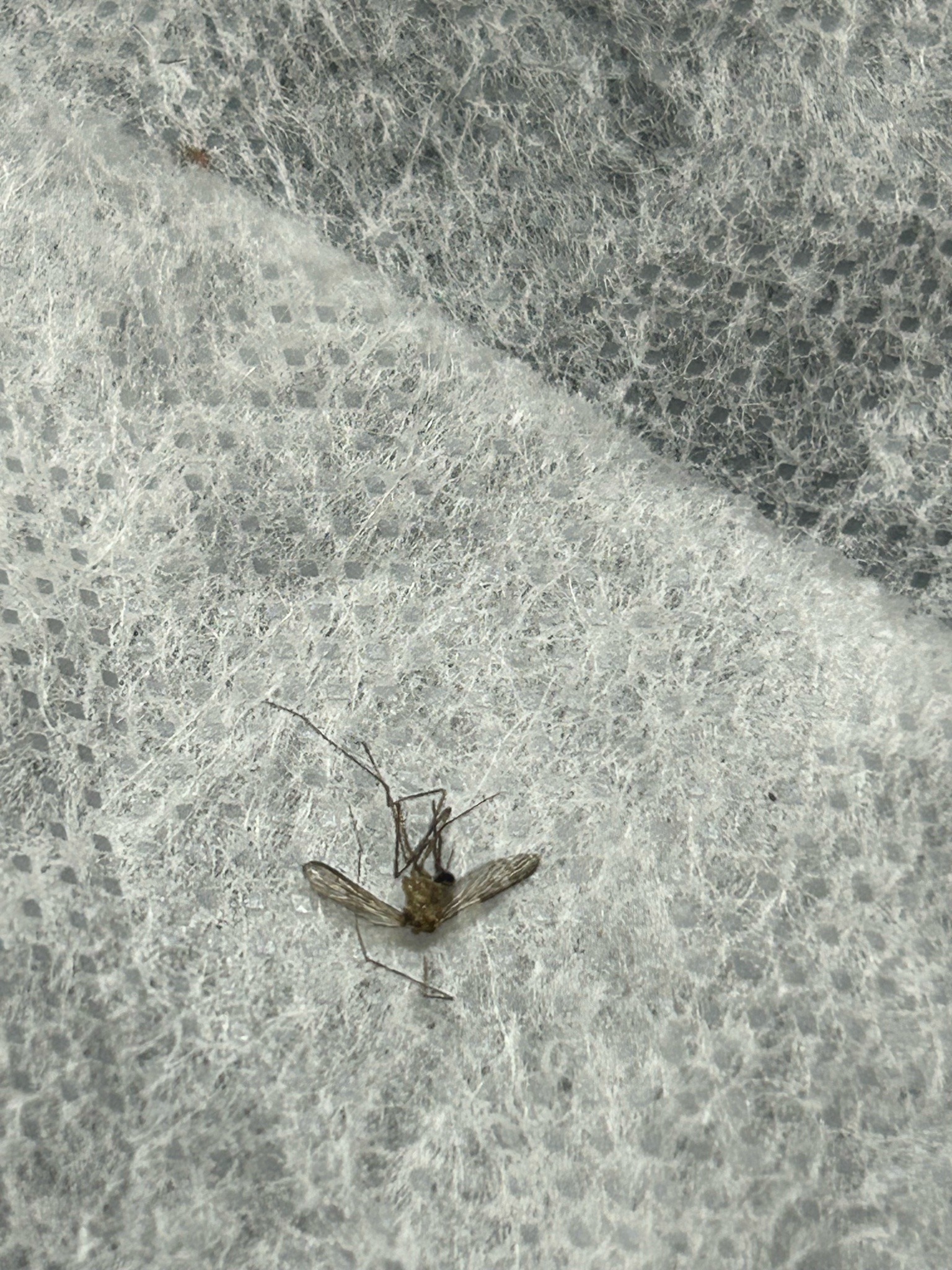 Mosquito