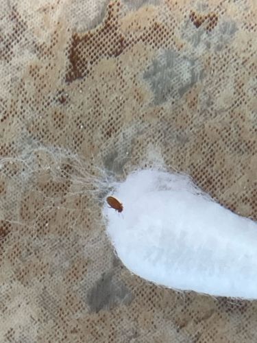 Carpet beetle (likely Varied Carpet Beetle or Black Carpet Beetle)