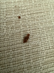 Unidentifiable organic debris (Likely rodent or insect droppings)