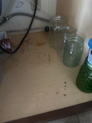 Cockroach (based on droppings)