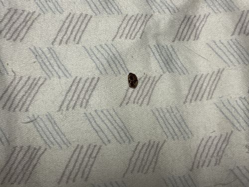 Carpet Beetle (appears to be a Varied Carpet Beetle or a similar species)