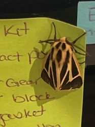 Eight-spotted forester moth