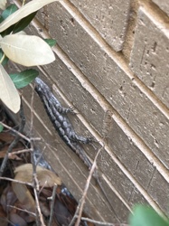 Brown Anole / Carolina Anole (Color Variant)