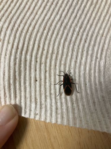 Boxelder Bug