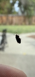 Carpet Beetle (likely Black Carpet Beetle or Varied Carpet Beetle based on silhouette)