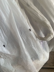 Fungus Gnats