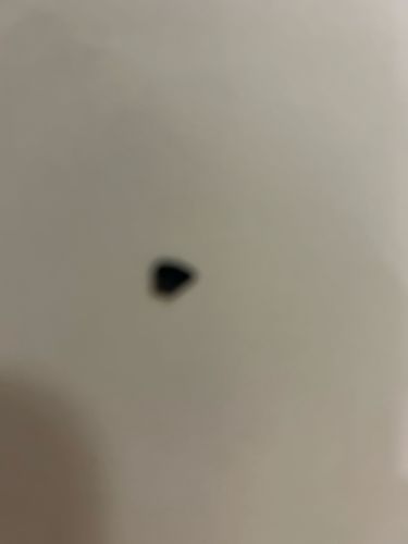 Fungus Gnat (likely)