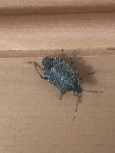 Brown Marmorated Stink Bug