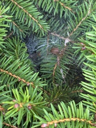 Funnel Weaver Spider (or Grass Spider)