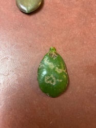 Leafminer
