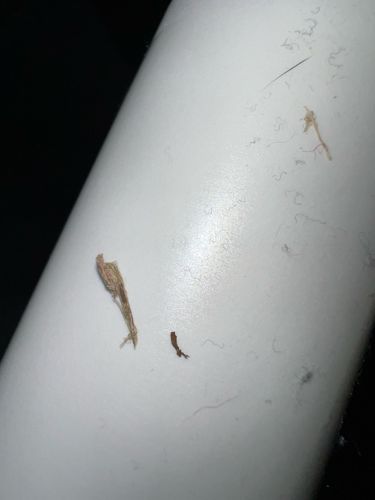 Case-bearing Clothes Moth Larva