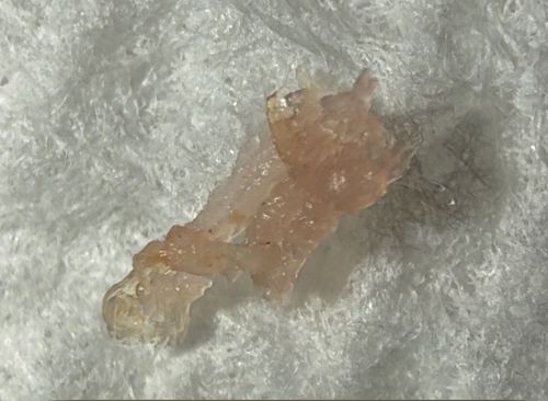 No insect identified