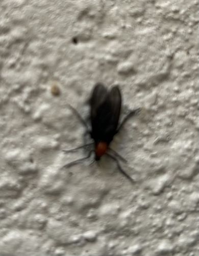 Lovebug / March Fly