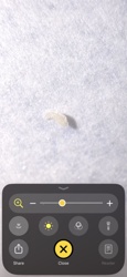 Fly Larva (Maggot)