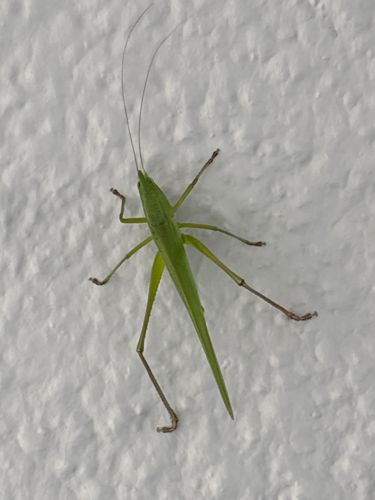 Katydid