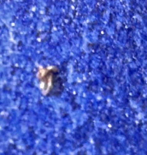 Carpet Beetle (Likely Larva or Exuvia)