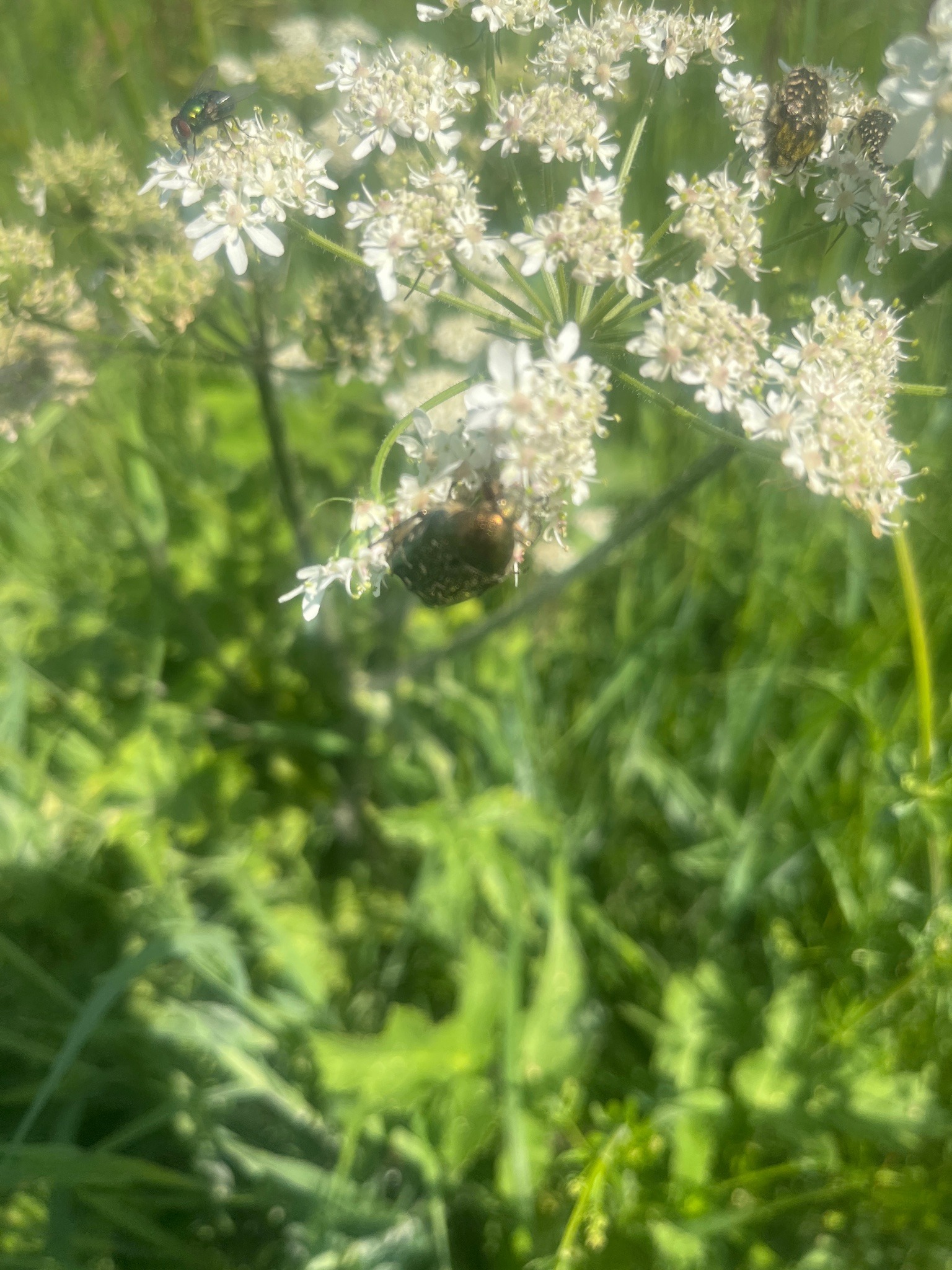 Rose chafer