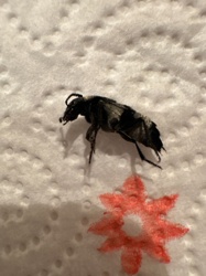 Carrion Beetle (likely American Carrion Beetle)