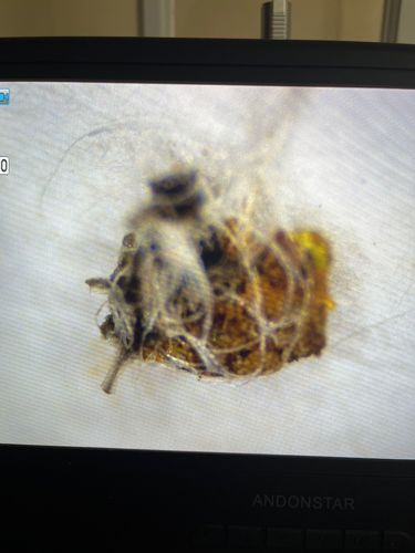 Household Casebearer or Plaster Bagworm