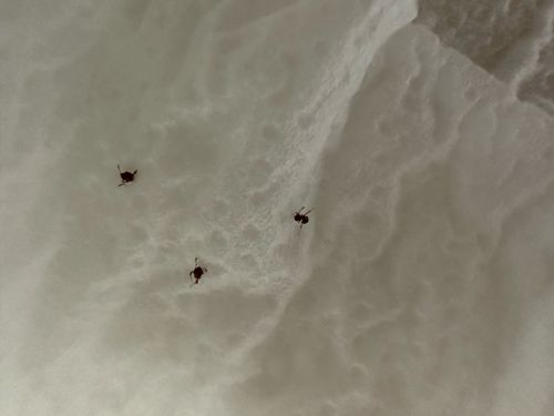 Tick (likely Deer Tick or Blacklegged Tick)