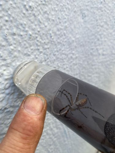 Wasp Spider, Banded Garden Spider
