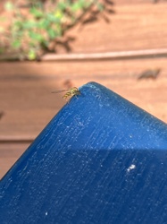 Hoverfly
