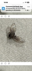 Drain Fly