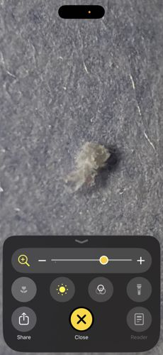 Junk bug (Green Lacewing Larva)
