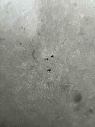 Inconclusive (Likely debris or environmental contaminant)