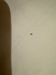 Carpet Beetle (likely Varied Carpet Beetle or Black Carpet Beetle)