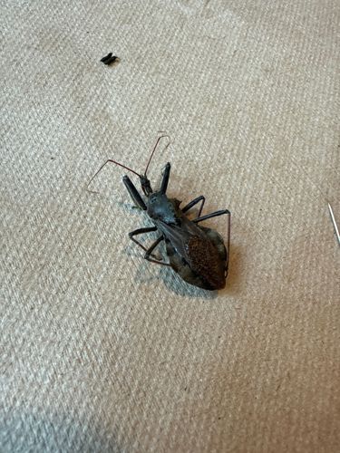 Wheel Bug
