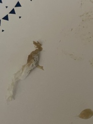 Household Casebearer Moth