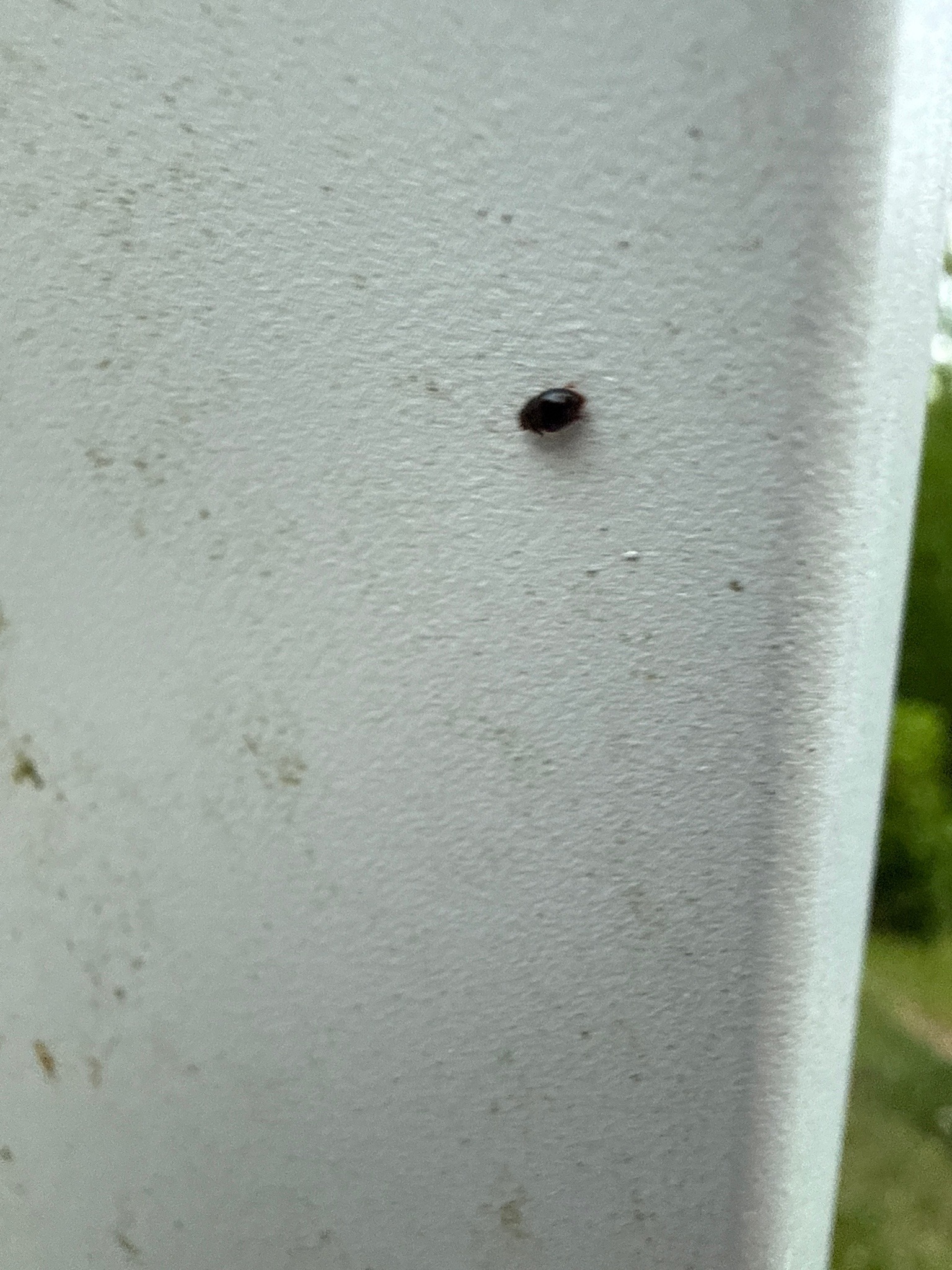 Carpet Beetle