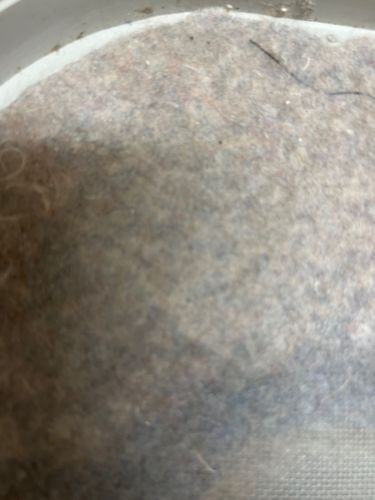 Not identifiable as an insect or bug. Appears to be lint and debris.