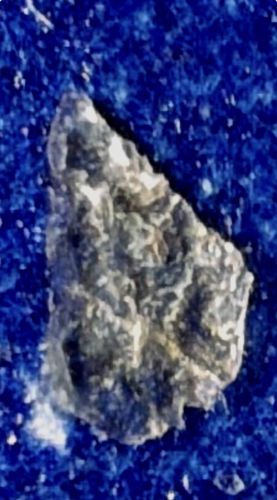 Household Casebearer (often referred to as Plaster Bagworm)