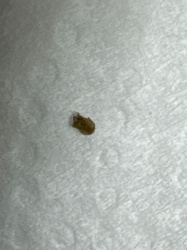 Bed Bug (Nymph)