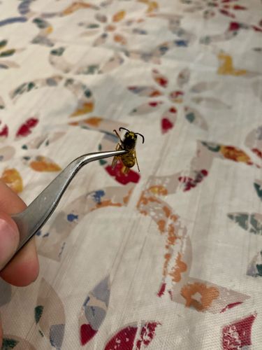 Yellowjacket (likely Western Yellowjacket, Eastern Yellowjacket, or German Yellowjacket)