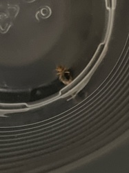 Carpet Beetle (Larva)