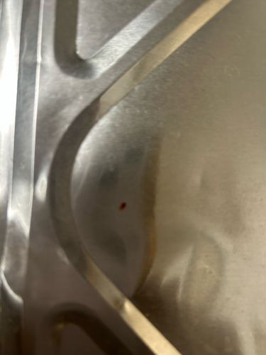 Bed Bug