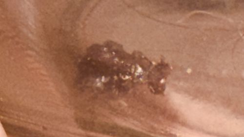 Ant