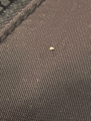 Unidentifiable insect/debris